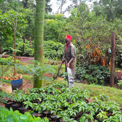 La Boheme Cafe - Pražírna výběrové kávy Kenya Kamwangi AA