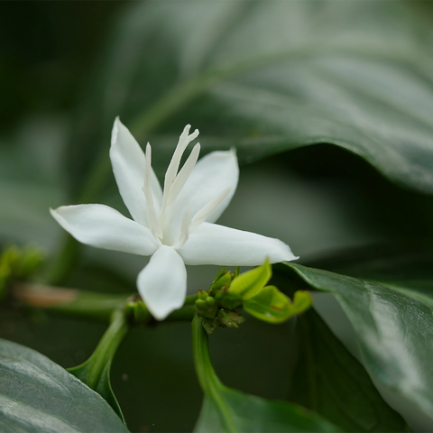 BIO Good Earth - espresso směs